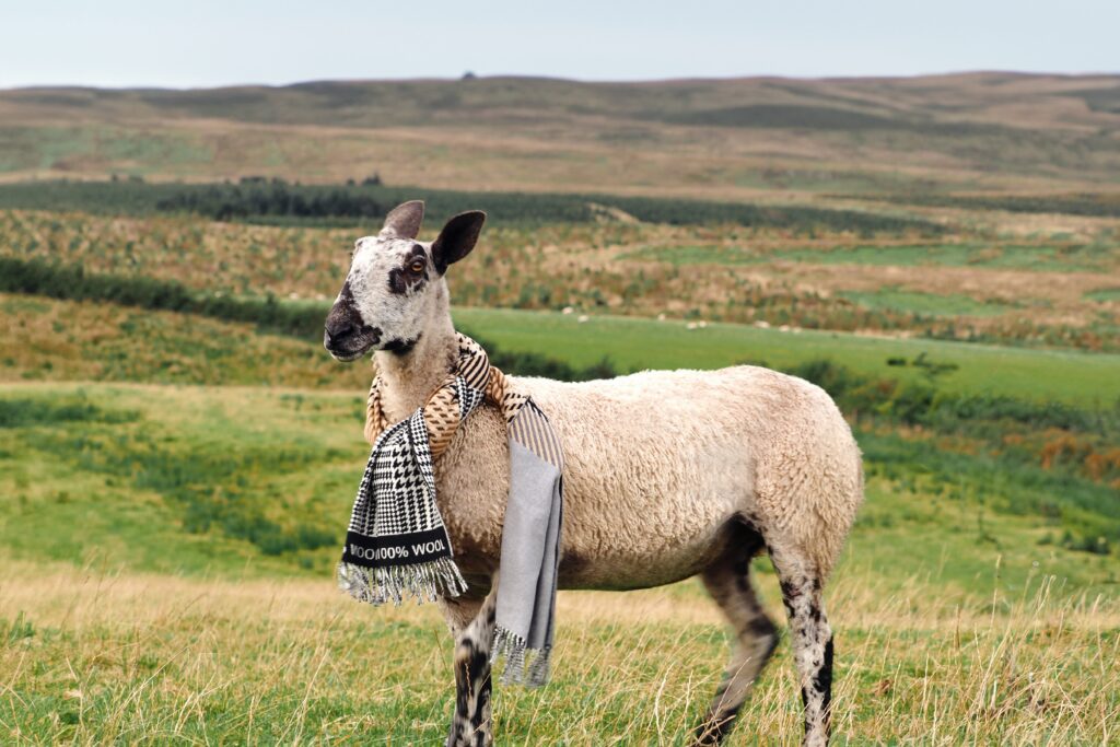 Овца в шарфе из шерсти — кампания Campaign for Wool